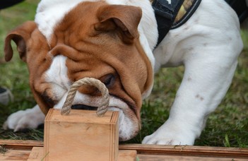 A rövid orrú kutyák elesettebben, gyermekszerűbben viselkednek