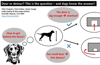Door or detour? This is the question – and dogs know the answer!