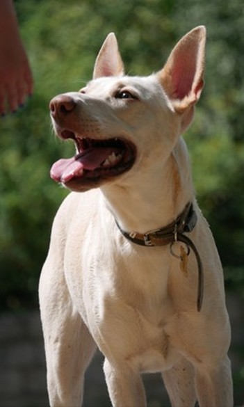 Why you should (not) get a dog: the pros and cons of dog ownership
