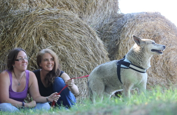 Buksi, az ország legidősebb kutyája és a Szenior Családi Kutya Program