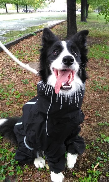 Differential Gene Expression Analysis of Whole Blood Transcriptome Between Young and Old Border Collie Dogs