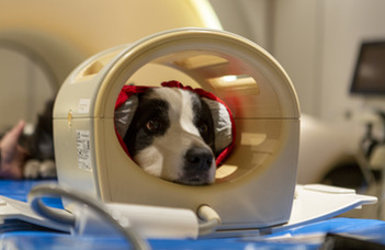 Study reveals how age and head shape affect dogs' olfactory brain networks