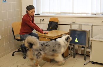 Kutya – számítógép interakció: Hogyan segíthetnek az idős kutyákon a számítógépes játékok?
