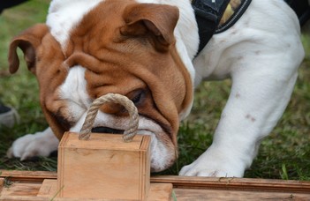 Flat-faced dogs may seem more helpless and infant-like to owners