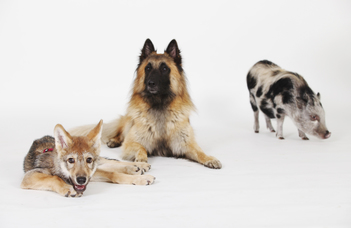 Entry with dog only: video series about the 2022 Dog Ethology conference