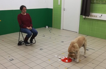 Dogs are not always frustrated when they get kibble instead of liver for their work